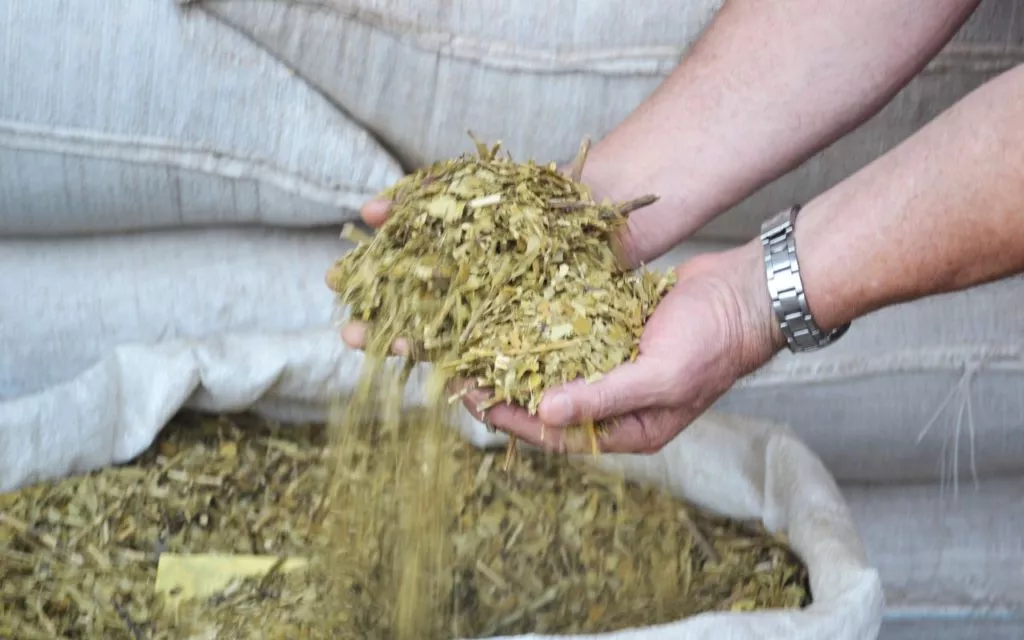yerba mate