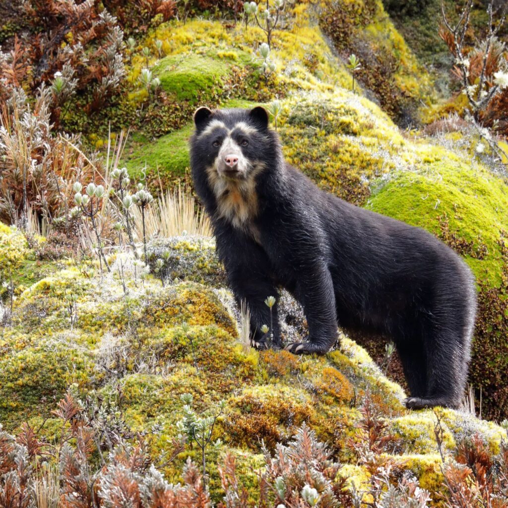 animals in peru
