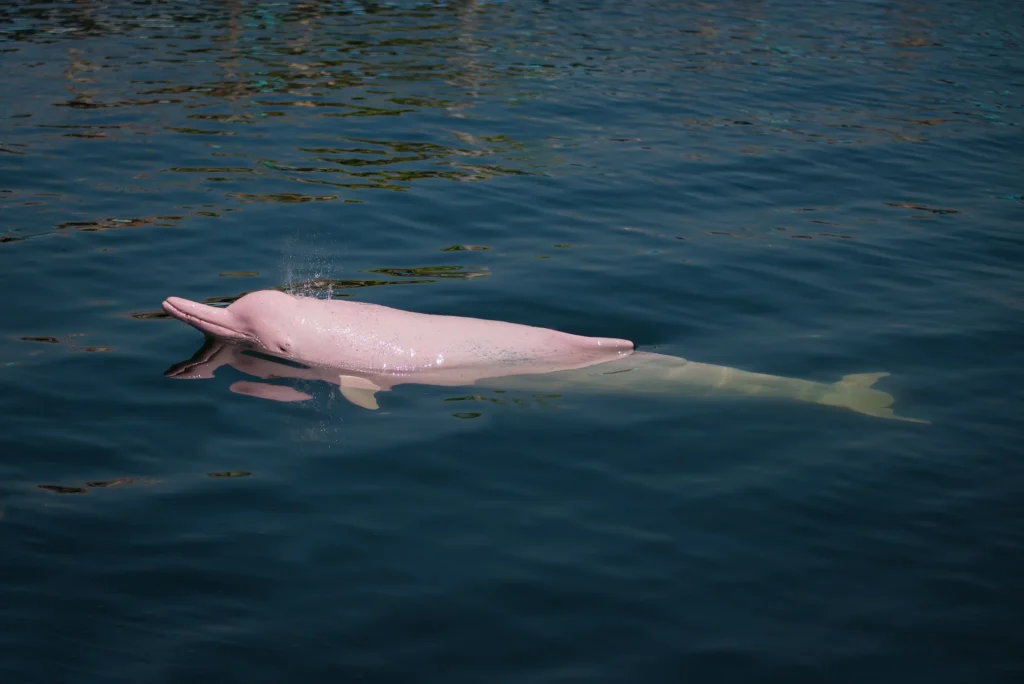 animals in peru