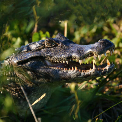 10 Things you Didn’t Know About the Iberá Wetlands