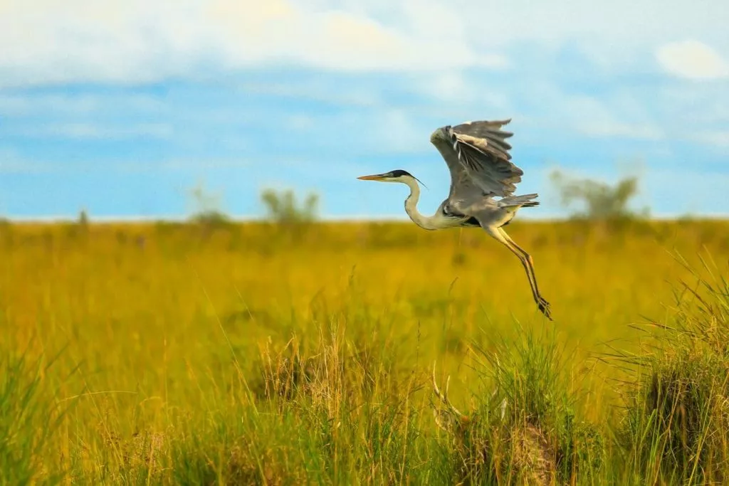 Ibera Wetlands Tours