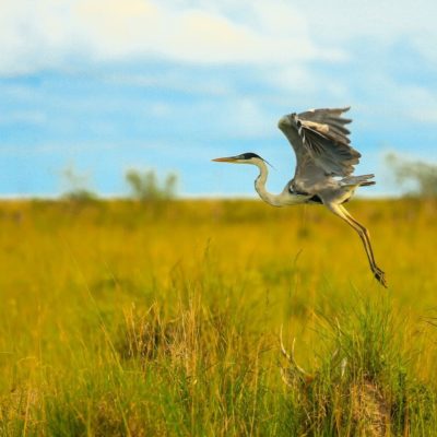 Ibera Wetlands Tours: Bird Watching