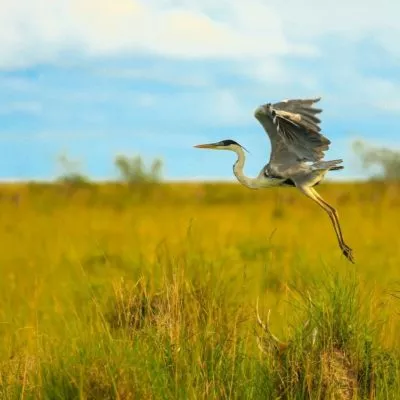 Ibera Wetlands Tours: Bird Watching