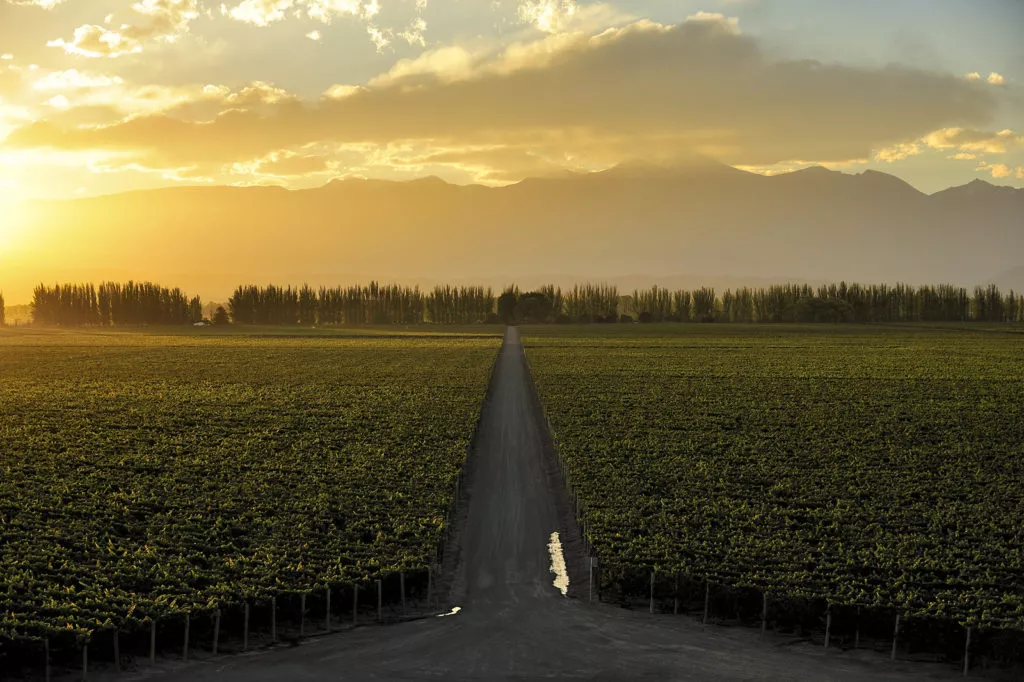 Mendoza - Wine tour