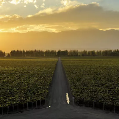 Mendoza Vineyard
