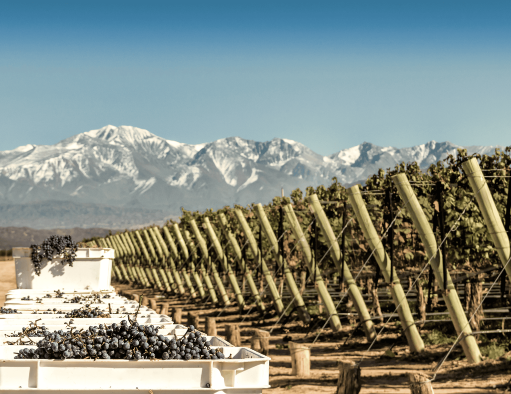 Landscape in Mendoza. Vineyards in harvest season.