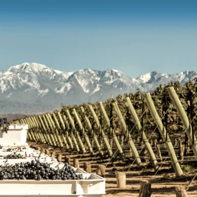 Landscape in Mendoza. Vineyards in harvest season.