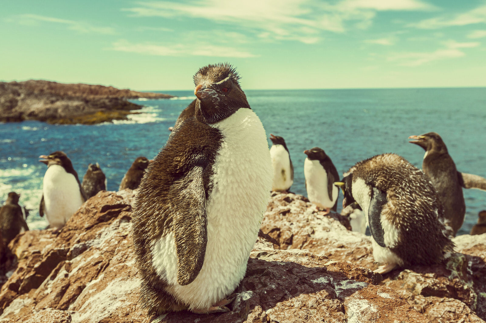 Puerto Madryn - Penguins tour