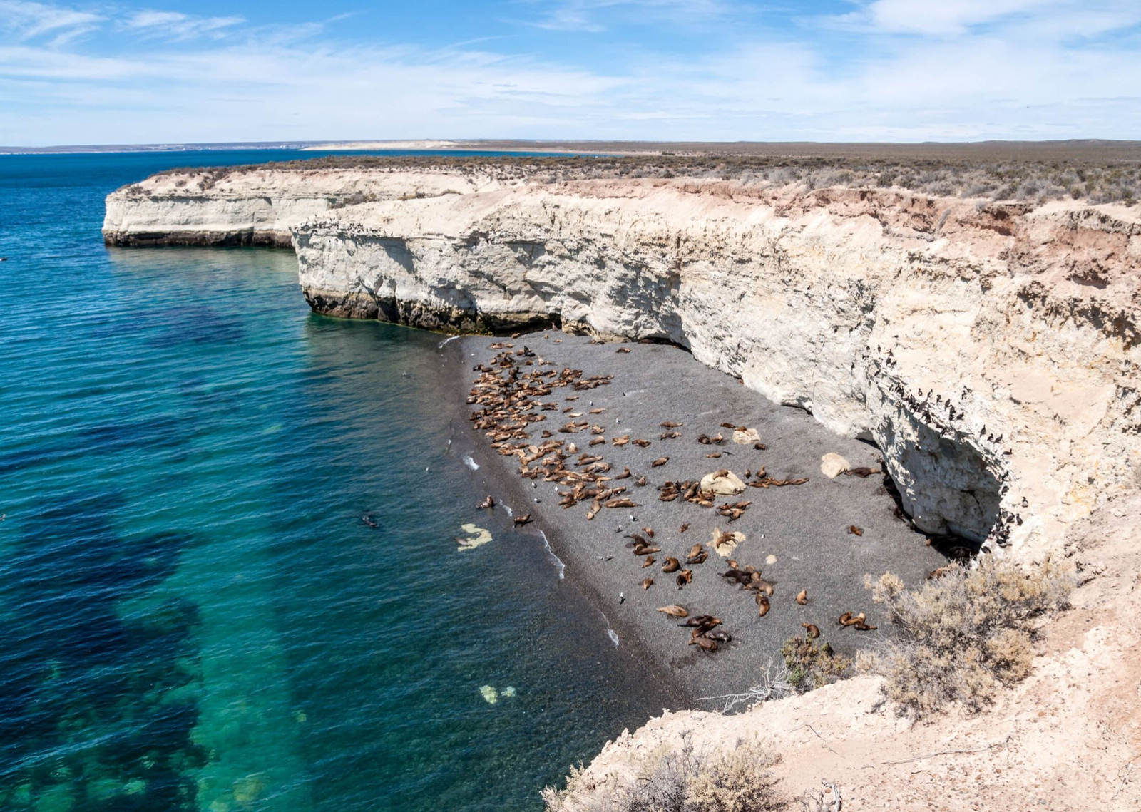 puerto madryn - peninsula valdes wildlife (3)