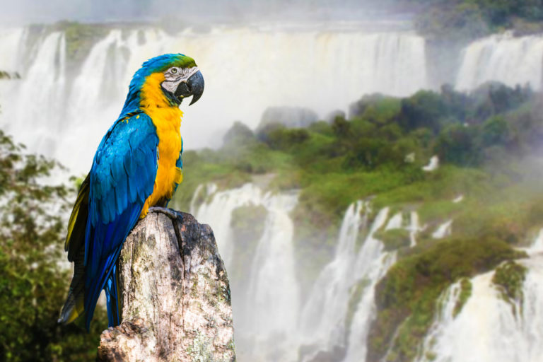 Venture into the jungle at Iguazu Falls