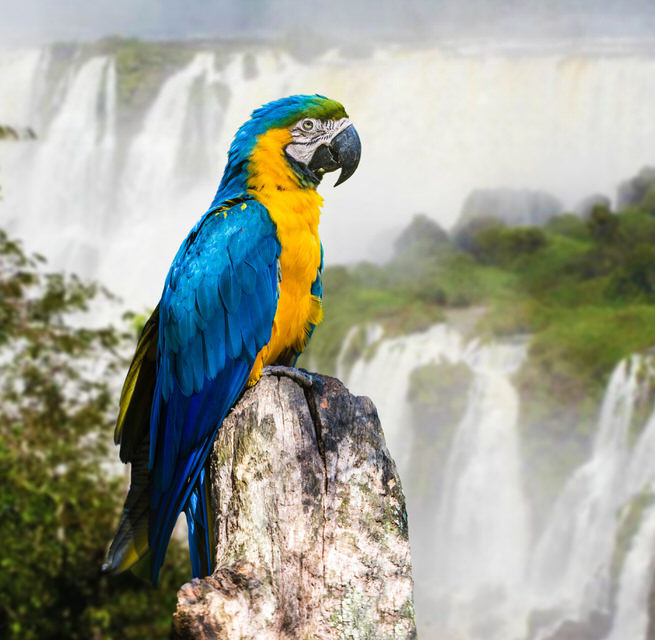 Venture into the jungle at Iguazu Falls