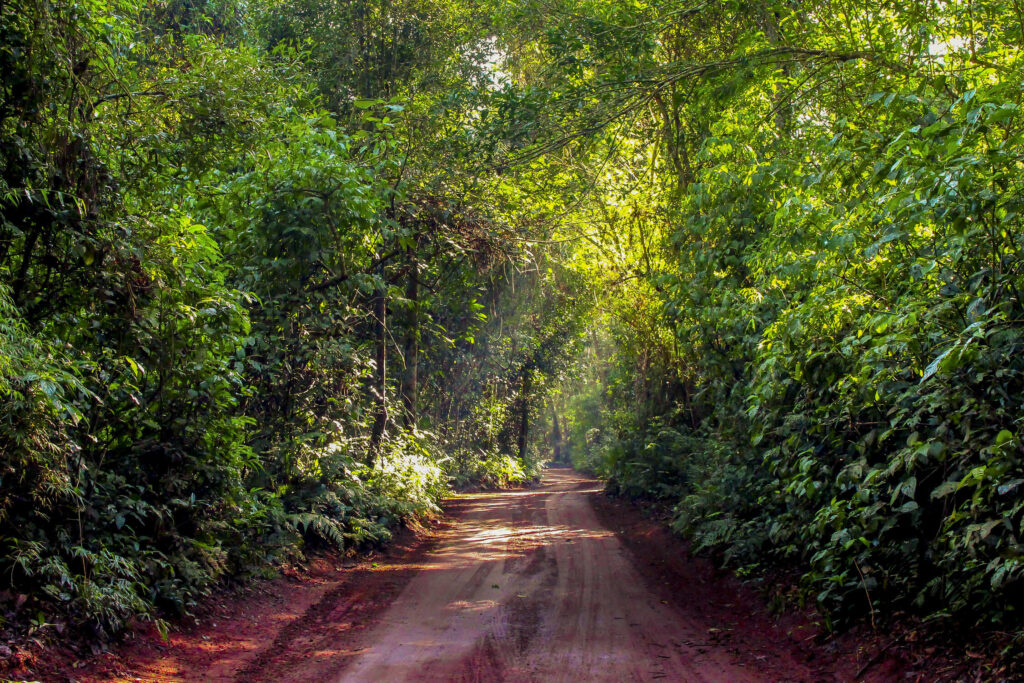 iguazu jungle experience