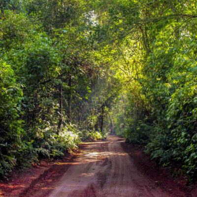 Iguazu jungle iguazu jungle experience