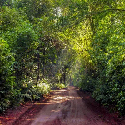 iguazu jungle experience