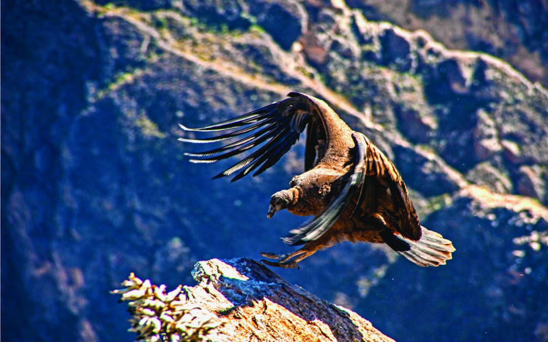 Cañón del Colca - Arequipa - Peru