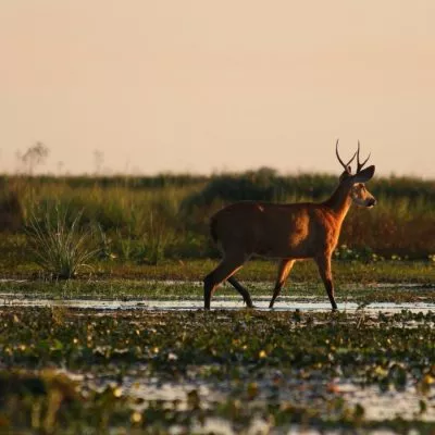 ibera-wildlife (3) ibera-wildlife (3)