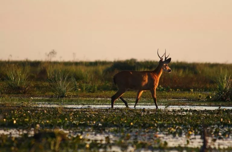 ibera - wildlife