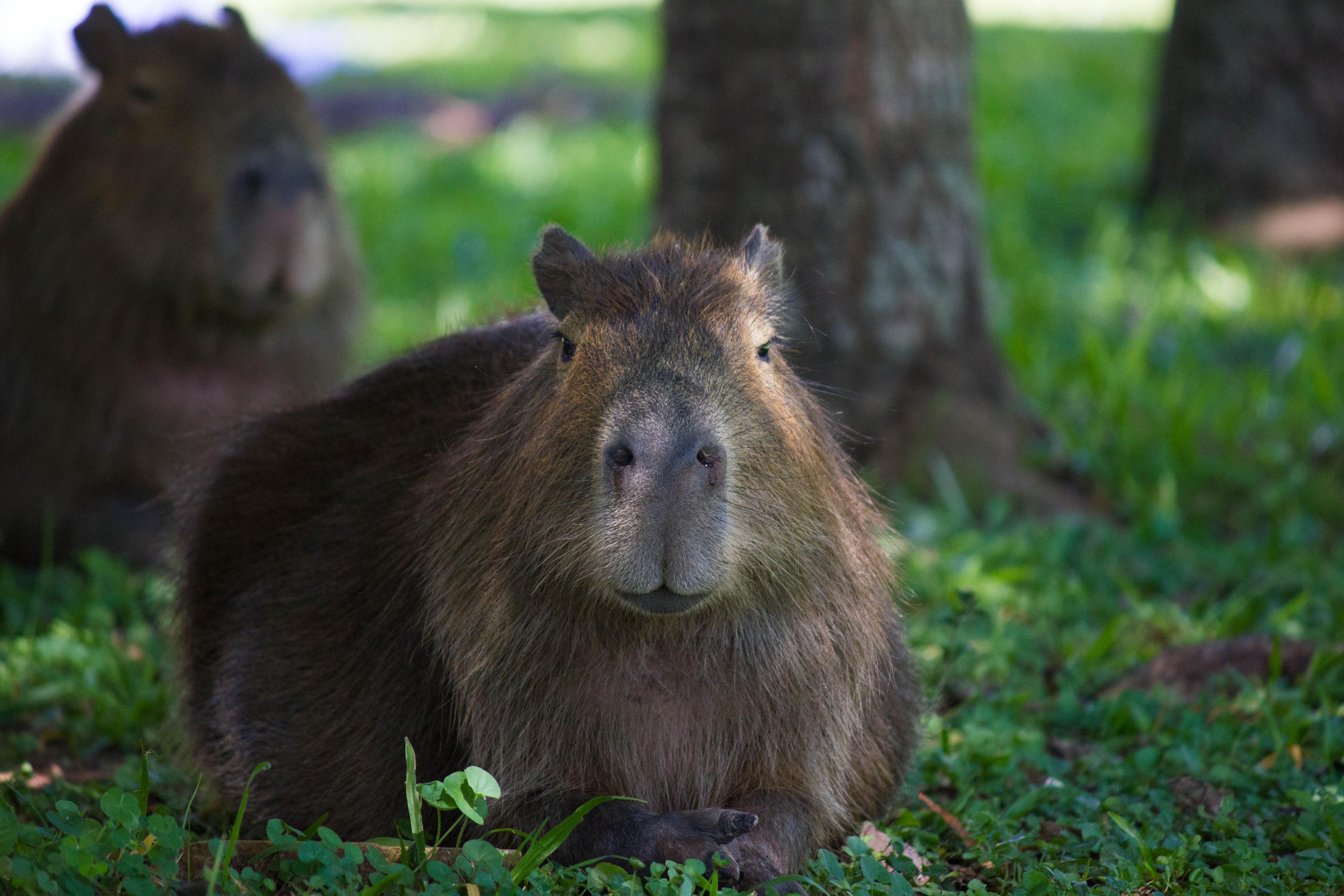 ibera-wildlife (4) ibera-wildlife (4)