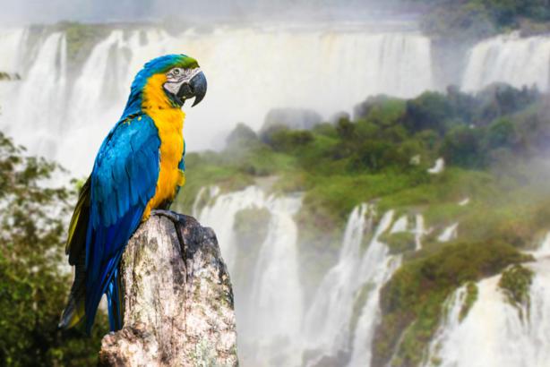 iguazu-falls-wildlife (4)