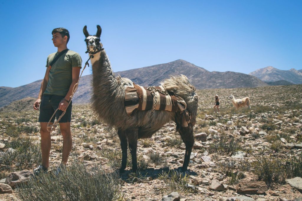 A man with a llama in Jujuy, North Argentina.