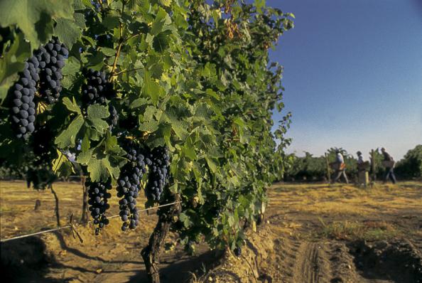 When is National Wine Day in Mendoza?