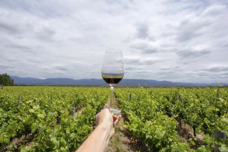 mendoza-wine-vineyard mendoza-wine-vineyard