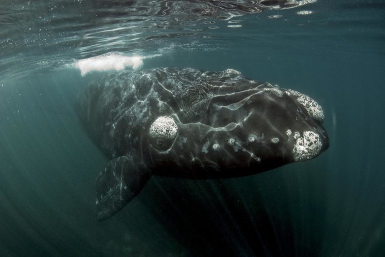 puerto-madry-wildlife-whales (5)