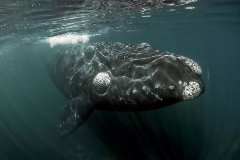 puerto-madry-wildlife-whales (5)