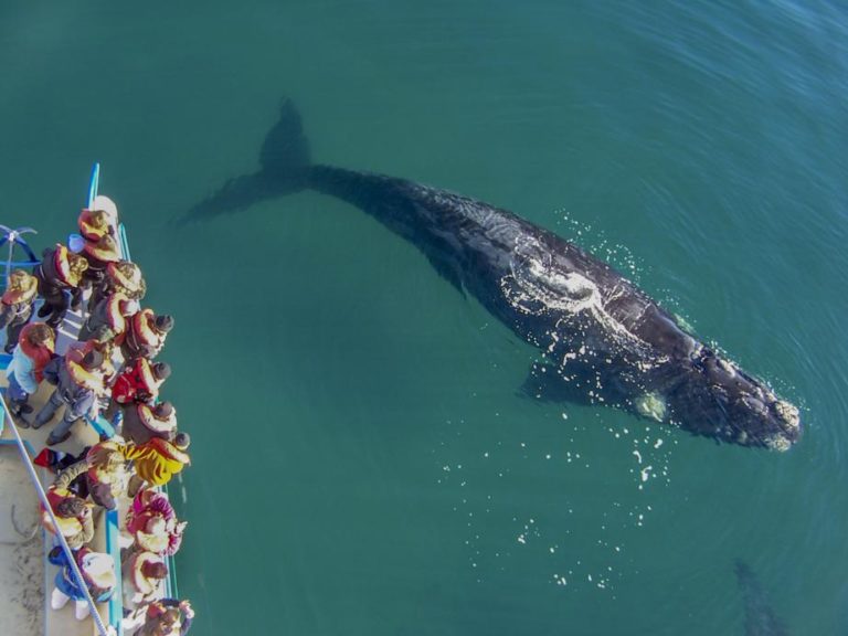 Puerto Madryn - Wildlife