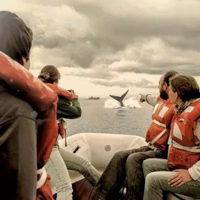 Whale Watching in Puerto Madryn