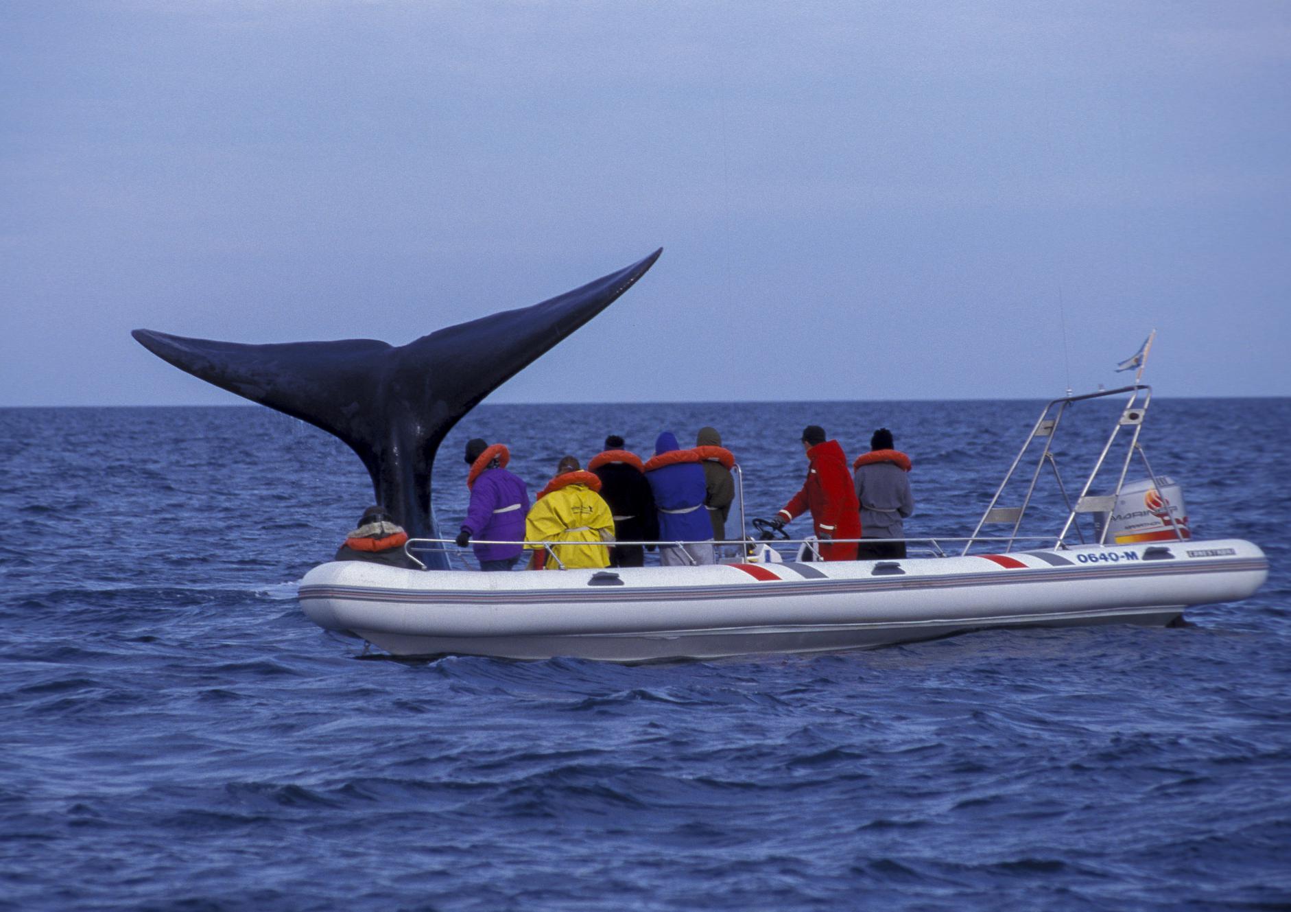 Halbinsel Valdés Tour ab Puerto Madryn