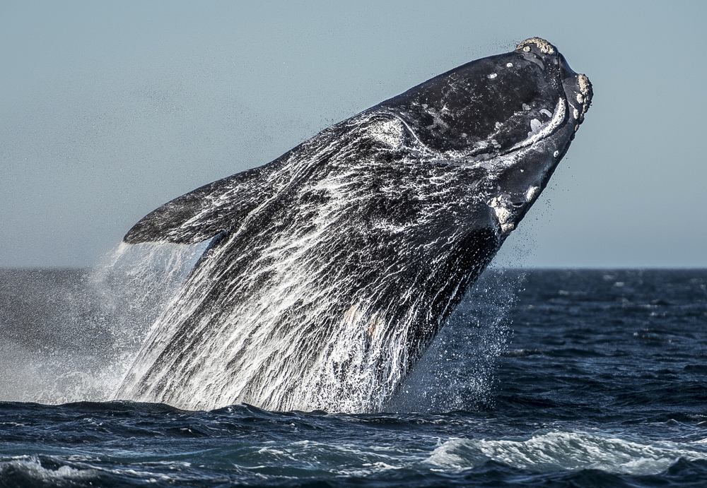 Puerto-Madryn - Wildlife