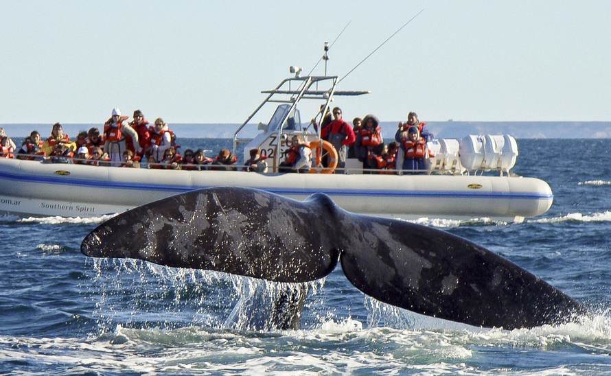 Peninsula Valdes Whale Watching