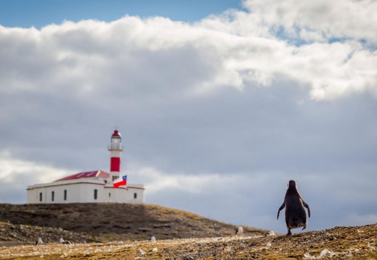 Punta Arenas - Landscape - Penguins