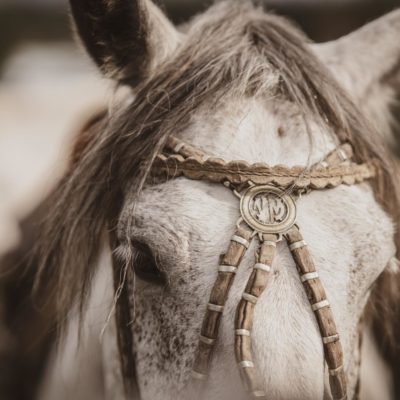 Horse in Torres del Paine National Park