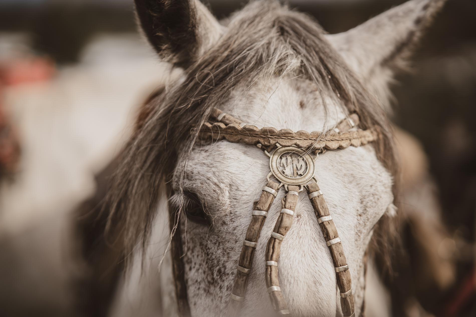 Horse in Torres del Paine National Park