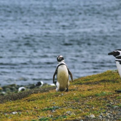 Ancud, Caulin & Puñihuil Penguins Colonies