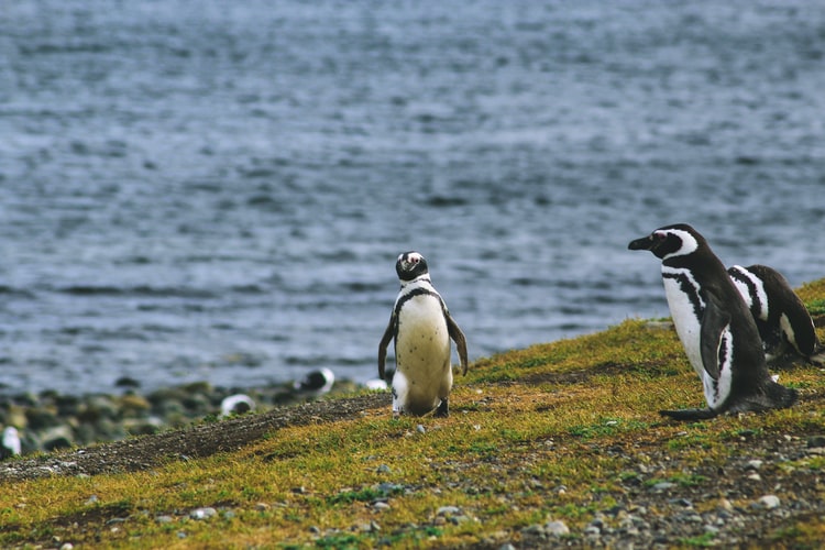 Ancud, Caulin & Colonia de Pingüinos Puñihuil