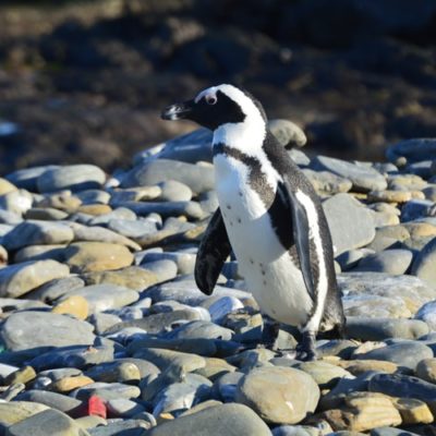 ushuaia-penguins (3)