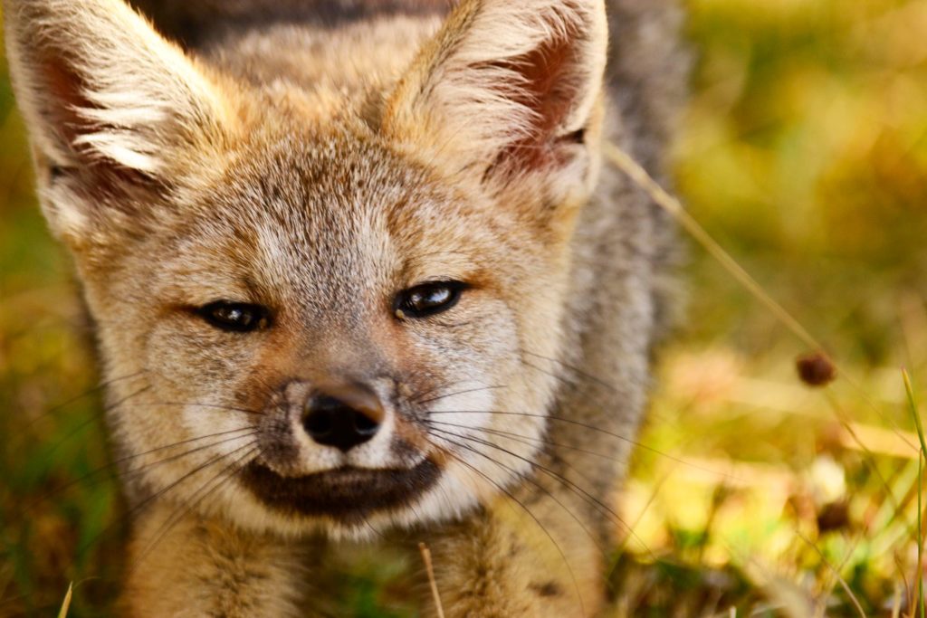 wildlife and nature