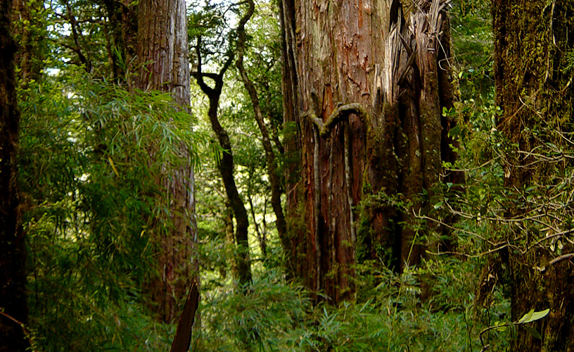 Excursión Parque Nacional Alerce Andino