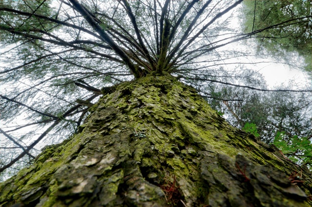Excursión Parque Nacional Alerce Andino