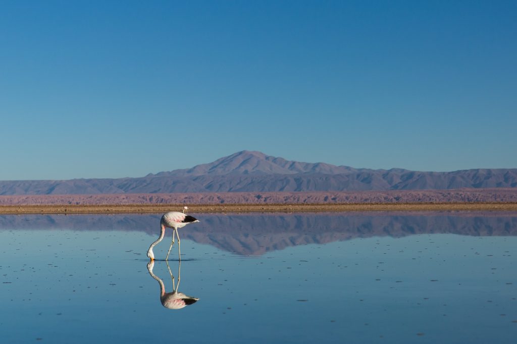 Laguna Cejar