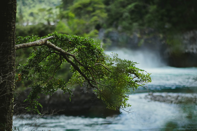 Excursión Parque Nacional Alerce Andino