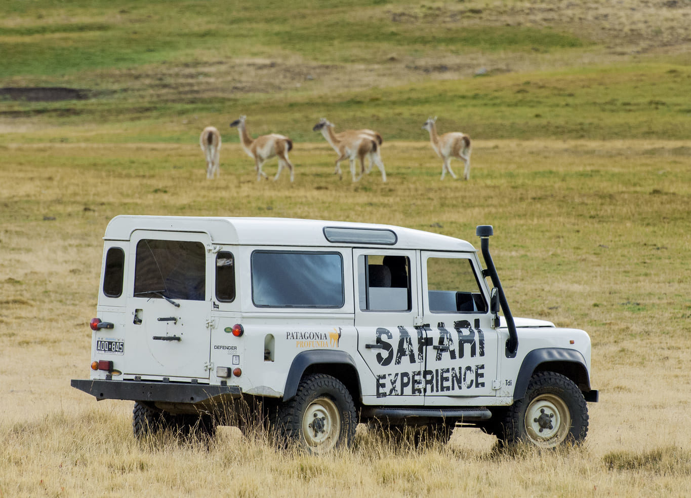 safari-experience-in-el-calafate