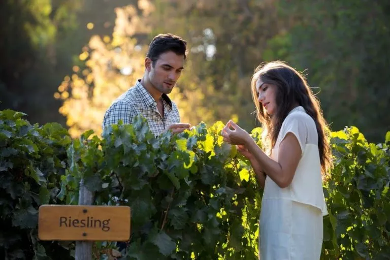 couple tasting grapes in concha toro vineyard in chile