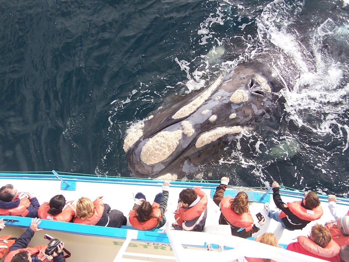 Peninsula Valdes Whale Watching