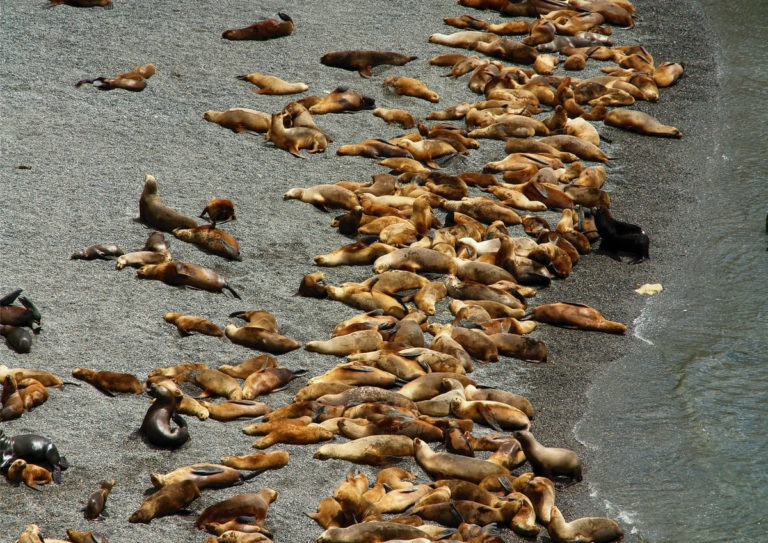 wildlife-in-puerto-madryn-sea-lions