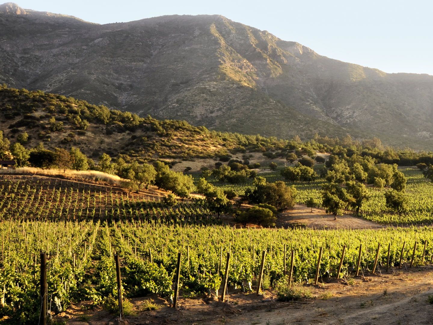 Maipo Wine tour in Santiago