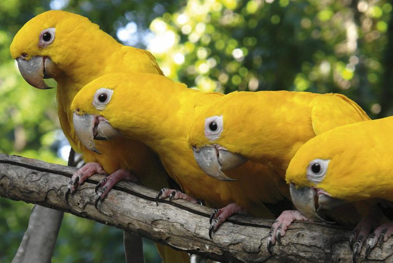 Four yellow parrots from Parque Das Aves.